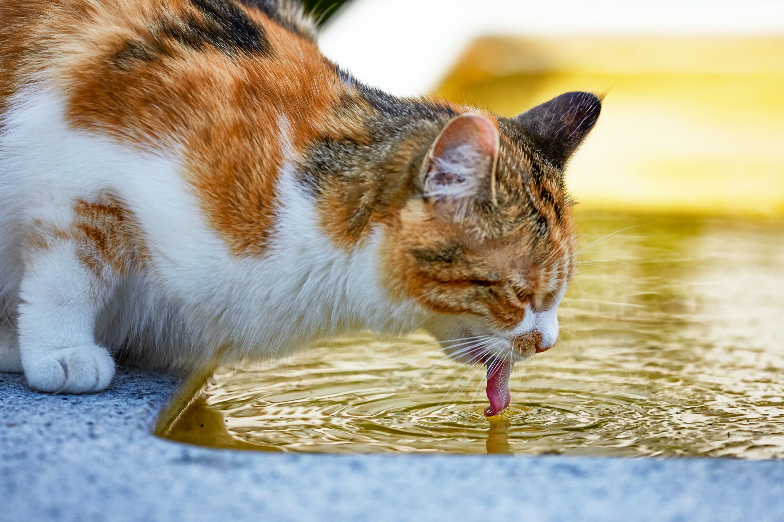 Why does your cat require a water fountain