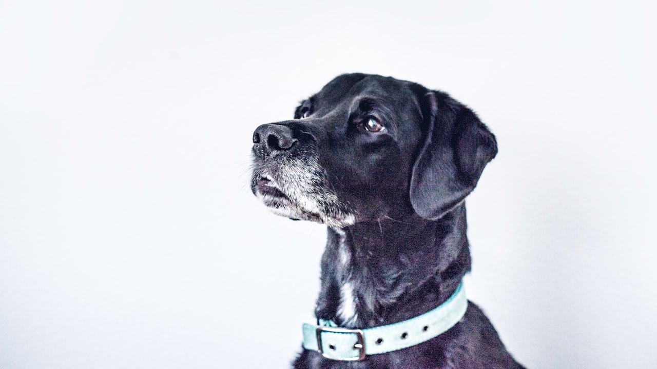 Buying Pet Supplies For A Dog