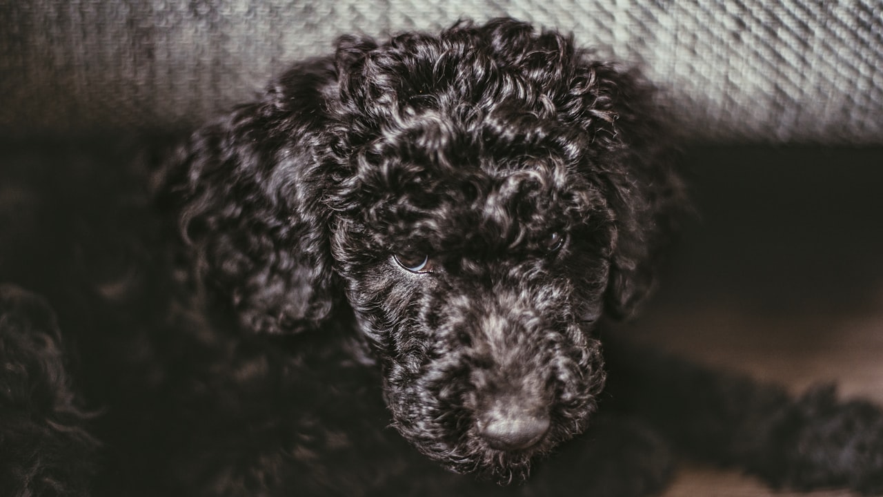 How to Wash and Maintain Curls on Your Curly Headband Wig